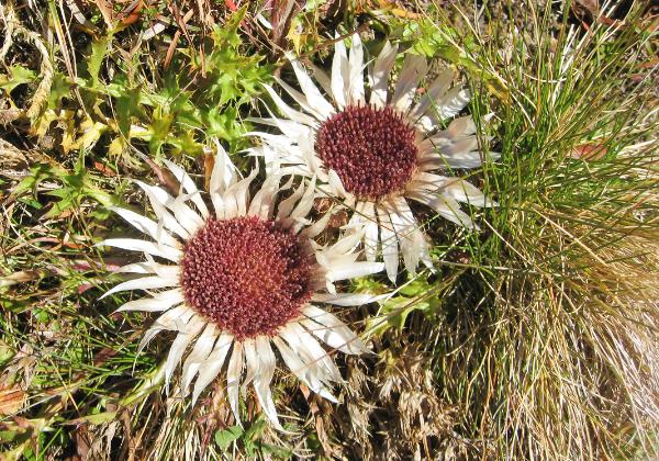 Weisstannen-Pizolhütte 19OCT14