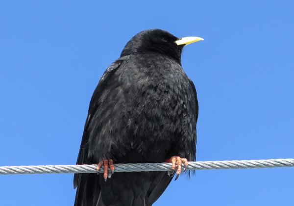 Konkordia 17-20MAR16