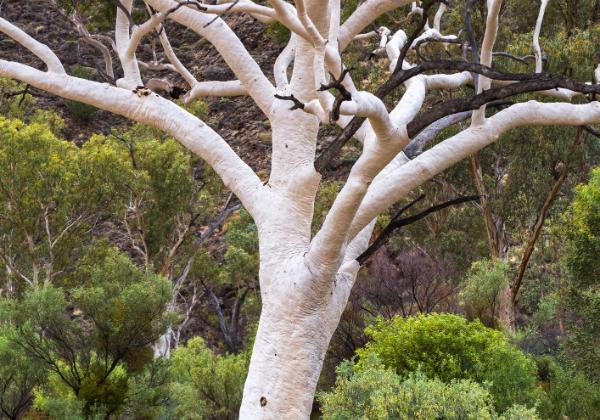 East_West MacDonnell